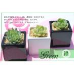 多肉植物3鉢緑色セット 送料無料 白鉢 黒鉢 正方形 キューブ 鉢植え 多肉 贈り物  風水緑色 母の日 結婚祝い 出産祝い 新築祝 誕生日祝 開店祝 結婚式祝