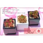 多肉植物3鉢赤色セット 送料無料 白鉢 黒鉢 正方形 キューブ 鉢植え 多肉 贈り物 風水赤 母の日 還暦祝い 敬老の日 発表会祝 誕生日祝 開店祝 結婚式祝