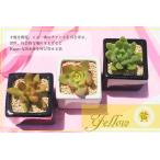 多肉植物3鉢黄色セット 送料無料 白鉢 黒鉢 正方形 キューブ 鉢植え 多肉 贈り物 風水黄色 母の日 引っ越し祝い 敬老の日 新築祝 誕生日祝 開店祝 結婚式祝