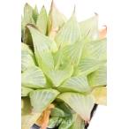 祝宴2寸ポットハオルチアススキノ科...