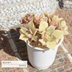 サンバースト群生JI13アエオニウ...