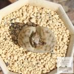 招福玉1頭リトープスLithops...