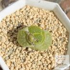 マラカイト1頭リトープスLitho...