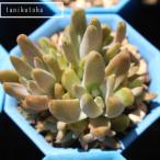 昭和オロスタキス2寸ポット弁慶草科...