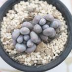 オレンジスノーボール2寸ポットパキ...