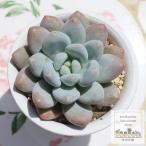 エレインパキベリア弁慶草科多肉植物...
