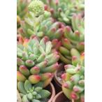 レインボーフィンガーMサイズ韓国苗...