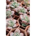 レジェンドMサイズ韓国苗パキベリア...