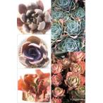 エケベリアセット5種 多肉植物のセット