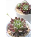 雪牡丹2寸ポットセンペルビウム弁慶...