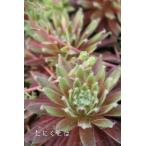 ハールアワーズシーディングセンペル...