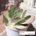 紅唐印錦 TK55 カランコエ Lサイズ 8.5cmポット 多肉植物 多肉永遠苗 現物の仔をお届け