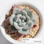 苺ミルク大福 TK66 永遠ラベル付き エケベリア 多肉植物 7.5cmポット 現物の仔をお届け