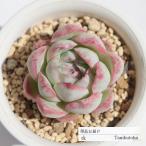 赤葡萄大福 TK68 永遠ラベル付き エケベリア 多肉植物 7.5cmポット 現物の仔をお届け