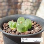 プラエセクツム TK70 オフタルモフィルム 7.5cmポット 多肉植物 多肉永遠苗 現物の仔をお届け