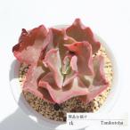 高砂の翁 TK74 エケベリア 多肉植物 7.5cmポット 現物の仔をお届け