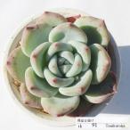 白桃大福 TK91 永遠ラベル付き エケベリア 多肉植物 7.5cmポット 写真の仔をお届け