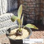 鉄甲丸 Sサイズ TK125 ユーフォルビア 7.5cmポット 多肉植物 写真の仔をお届け