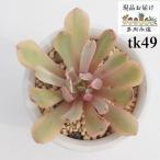 珍しい 多肉植物の人気商品 通販 価格比較 価格 Com