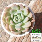 珍しい 多肉植物の人気商品 通販 価格比較 価格 Com