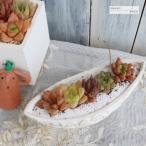 バタフライ鉢 ハオルチアの寄せ植え 送料無料 yo17 多肉植物寄せ植え 歓送迎会 母の日 父の日