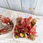 多肉植物の寄せ植え スクエアーレッド 送料無料 yo27 多肉植物寄せ植え 歓送迎会 母の日 父の日