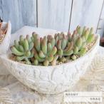 バタフライ鉢の寄せ植え 恋心 送料無料 yo60 多肉植物寄せ植え 歓送迎会 母の日 父の日