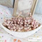 バタフライ鉢の寄せ植え エレン 送料無料 yo63 多肉植物寄せ植え 歓送迎会 母の日 父の日