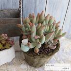 アンティークポット鉢の寄せ植え 京美人 送料無料 yo65 多肉植物寄せ植え 歓送迎会 母の日 父の日