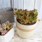 シンプルポット鉢の寄せ植え ブロンズメダル 送料無料 yo66 多肉植物寄せ植え 歓送迎会 母の日 父の日