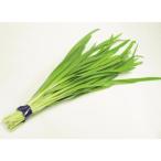  have machine garlic chive 1.