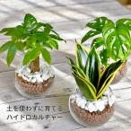 観葉植物 【パキラ ガジュマル マド