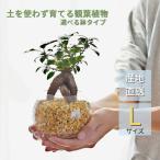 観葉植物 【パキラ ガジュマル サンスベリア 植物が選べる】ハイドロカルチャー ミニ観葉 Lサイズ シンプルボールL&スクエア ゼオライト植え 植物セット