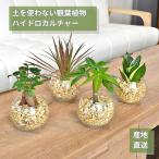 ショッピング観葉植物 観葉植物 【パキラ ガジュマル サンスベリア アグラオネマ ほか、植物が選べる】ハイドロカルチャー ミニ観葉 シンプルボールのゼオライト植え 植物セット