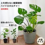 観葉植物 大型 【モンステラ ウンベラータ サンスベリア ゴムの木 ほか 】ハイドロカルチャー ストーンライトポット 鉢 カバー セット 大きい ポット 水位計つき