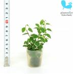 観葉植物 ハイドロカルチャー 苗 プミラ サニーホワイト プチサイズ 1寸