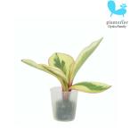 観葉植物ハイドロカルチャー苗ペペロ...