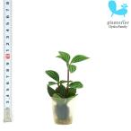 観葉植物ハイドロカルチャー苗ペペロ...