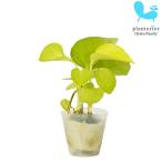 観葉植物ハイドロカルチャー苗ポトス...