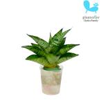 観葉植物ハイドロカルチャー苗サンス...