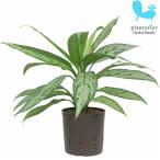 観葉植物ハイドロカルチャー苗アグラオネマシルバークィーン13パイ