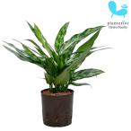 観葉植物ハイドロカルチャー苗アグラオネママリア13パイ