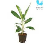 観葉植物ハイドロカルチャー苗アグラオネマホワイトステム13パイ