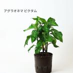 観葉植物ハイドロカルチャー苗アグラオネマピクタムトリカラー13パイ水耕栽培
