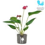 観葉植物 ハイドロカルチャー アンスリウム シラノ Lサイズ 9パイ 3寸