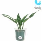 観葉植物ハイドロカルチャー苗アグラ...