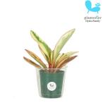 観葉植物ハイドロカルチャー苗ペペロ...