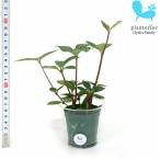 観葉植物ハイドロカルチャー苗ペペロ...