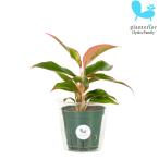 観葉植物ハイドロカルチャー苗アグラ...