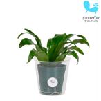 観葉植物ハイドロカルチャー苗ドラセ...